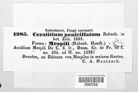 Ceratitium penicillatum image